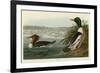 Goosander-John James Audubon-Framed Giclee Print