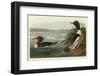 Goosander-John James Audubon-Framed Art Print