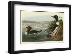 Goosander-John James Audubon-Framed Art Print