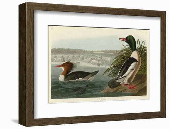 Goosander-John James Audubon-Framed Art Print