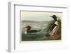 Goosander-John James Audubon-Framed Art Print