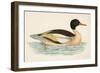 Goosander-null-Framed Art Print