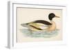 Goosander-null-Framed Art Print