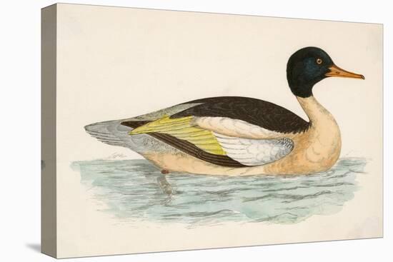 Goosander-null-Stretched Canvas