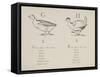 Goose and Hen Illustrations and Verses From Nonsense Alphabets Drawn and Written by Edward Lear.-Edward Lear-Framed Stretched Canvas
