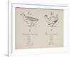 Goose and Hen Illustrations and Verses From Nonsense Alphabets Drawn and Written by Edward Lear.-Edward Lear-Framed Giclee Print