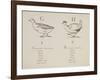 Goose and Hen Illustrations and Verses From Nonsense Alphabets Drawn and Written by Edward Lear.-Edward Lear-Framed Giclee Print