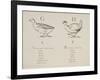 Goose and Hen Illustrations and Verses From Nonsense Alphabets Drawn and Written by Edward Lear.-Edward Lear-Framed Giclee Print