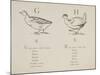 Goose and Hen Illustrations and Verses From Nonsense Alphabets Drawn and Written by Edward Lear.-Edward Lear-Mounted Giclee Print