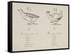 Goose and Hen Illustrations and Verses From Nonsense Alphabets Drawn and Written by Edward Lear.-Edward Lear-Framed Stretched Canvas