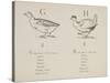 Goose and Hen Illustrations and Verses From Nonsense Alphabets Drawn and Written by Edward Lear.-Edward Lear-Stretched Canvas
