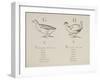 Goose and Hen Illustrations and Verses From Nonsense Alphabets Drawn and Written by Edward Lear.-Edward Lear-Framed Giclee Print