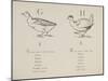 Goose and Hen Illustrations and Verses From Nonsense Alphabets Drawn and Written by Edward Lear.-Edward Lear-Mounted Giclee Print