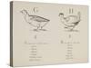 Goose and Hen Illustrations and Verses From Nonsense Alphabets Drawn and Written by Edward Lear.-Edward Lear-Stretched Canvas