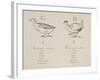 Goose and Hen Illustrations and Verses From Nonsense Alphabets Drawn and Written by Edward Lear.-Edward Lear-Framed Giclee Print