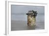 Goose Barnacle (Pollicipes Sp) Attached to Bottle-Luis Quinta-Framed Photographic Print