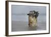 Goose Barnacle (Pollicipes Sp) Attached to Bottle-Luis Quinta-Framed Photographic Print