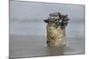 Goose Barnacle (Pollicipes Sp) Attached to Bottle-Luis Quinta-Mounted Photographic Print