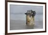 Goose Barnacle (Pollicipes Sp) Attached to Bottle-Luis Quinta-Framed Photographic Print