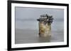 Goose Barnacle (Pollicipes Sp) Attached to Bottle-Luis Quinta-Framed Photographic Print