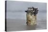 Goose Barnacle (Pollicipes Sp) Attached to Bottle-Luis Quinta-Stretched Canvas