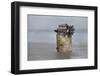 Goose Barnacle (Pollicipes Sp) Attached to Bottle-Luis Quinta-Framed Photographic Print