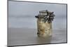 Goose Barnacle (Pollicipes Sp) Attached to Bottle-Luis Quinta-Mounted Photographic Print