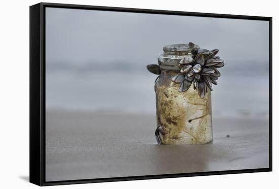 Goose Barnacle (Pollicipes Sp) Attached to Bottle-Luis Quinta-Framed Stretched Canvas