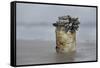 Goose Barnacle (Pollicipes Sp) Attached to Bottle-Luis Quinta-Framed Stretched Canvas