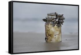 Goose Barnacle (Pollicipes Sp) Attached to Bottle-Luis Quinta-Framed Stretched Canvas
