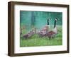 Goose Family Outing-Bruce Dumas-Framed Giclee Print