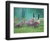 Goose Family Outing-Bruce Dumas-Framed Giclee Print