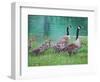 Goose Family Outing-Bruce Dumas-Framed Giclee Print