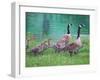 Goose Family Outing-Bruce Dumas-Framed Giclee Print