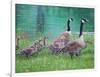 Goose Family Outing-Bruce Dumas-Framed Giclee Print