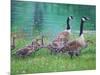 Goose Family Outing-Bruce Dumas-Mounted Giclee Print