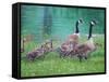 Goose Family Outing-Bruce Dumas-Framed Stretched Canvas