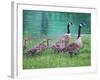 Goose Family Outing-Bruce Dumas-Framed Giclee Print