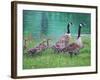 Goose Family Outing-Bruce Dumas-Framed Giclee Print