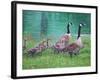 Goose Family Outing-Bruce Dumas-Framed Giclee Print