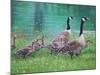 Goose Family Outing-Bruce Dumas-Mounted Giclee Print