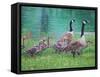 Goose Family Outing-Bruce Dumas-Framed Stretched Canvas