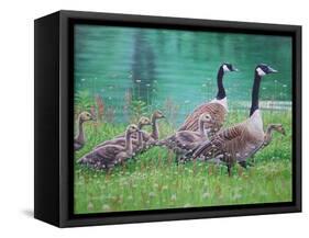 Goose Family Outing-Bruce Dumas-Framed Stretched Canvas