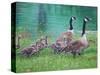 Goose Family Outing-Bruce Dumas-Stretched Canvas