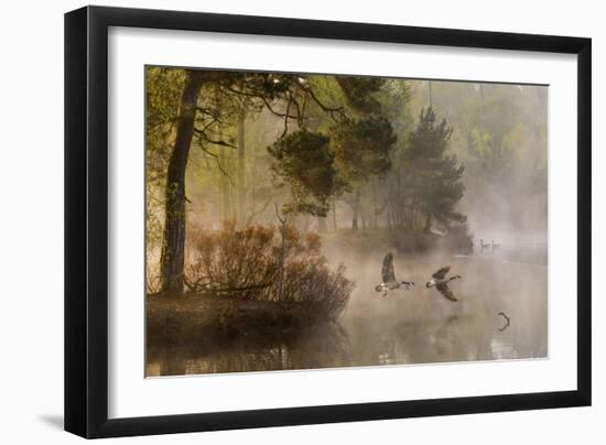 Goose Fight-Anton Van Dongen-Framed Giclee Print