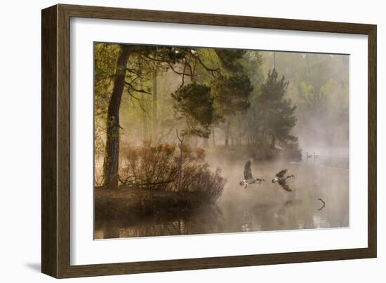 Goose Fight-Anton Van Dongen-Framed Giclee Print