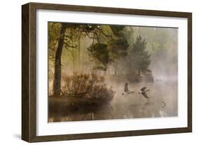 Goose Fight-Anton Van Dongen-Framed Giclee Print