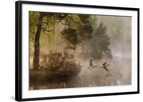 Goose Fight-Anton Van Dongen-Framed Giclee Print