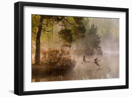 Goose Fight-Anton Van Dongen-Framed Photographic Print