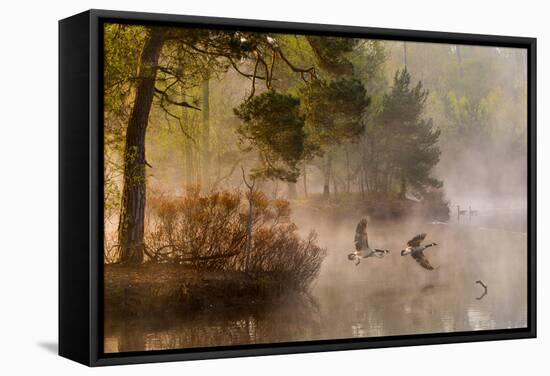 Goose Fight-Anton Van Dongen-Framed Stretched Canvas